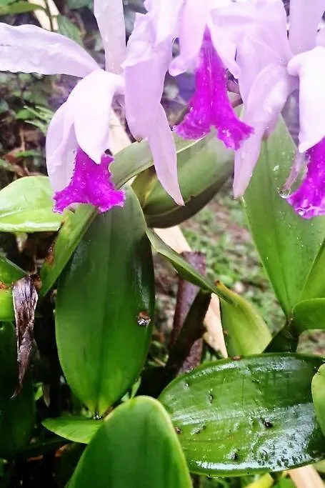 Espaco Samadhi Garopaba